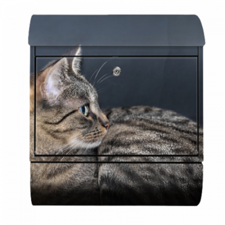65.382 ящик почтовый уличный черный с принтом Кот